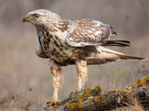 Rough-Legged Hawk (Buteo Lagopus)