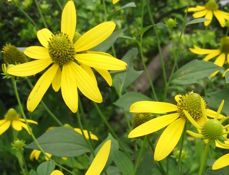 Flowers That Bloom in Summer