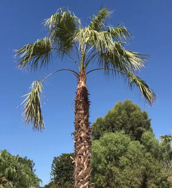 San Jose Hesper Palm (Brahea brandegeei)