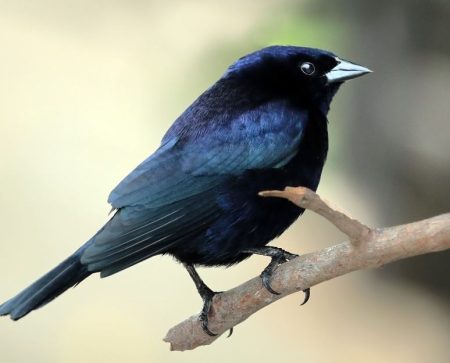 Black Birds in Virginia