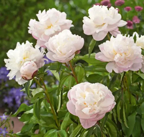 White Peonies