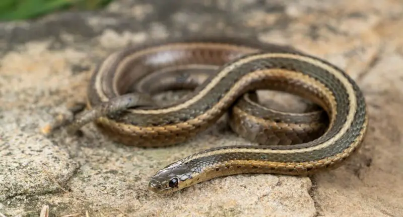 garter snakes in Pennsylvania