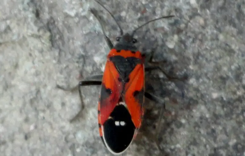 Black and Orange Bugs
