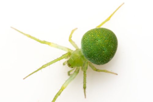 Green Spiders Florida