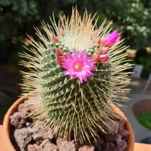 Cactus with Pink Flowers