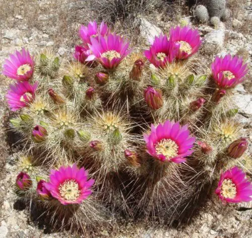 Cactus with Pink Flowers