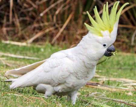 30 Types of Birds with Mohawks and Pictures - Own Yard Life