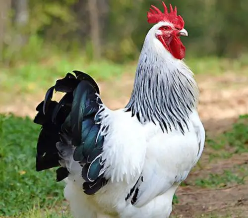 types of roosters