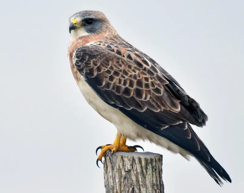 Hawks in Nevada