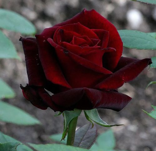 Black and Red Roses