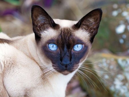 Cat with Big Nose