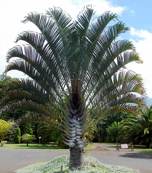 Triangle Palm (Dypsis decaryi)