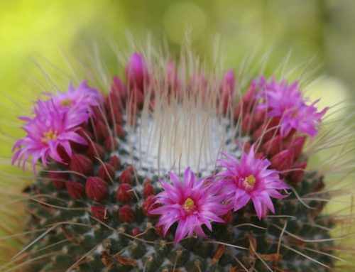 Cactus with Pink Flowers