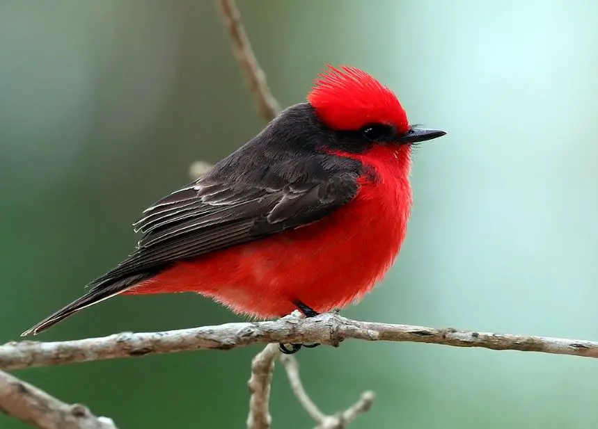 Birds with Crests in Texas