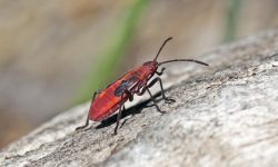 54 Red and Black Bug Species (Identification and Pictures)