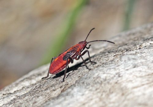 Red and Black Bug