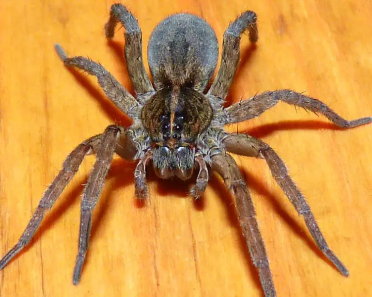 11 Types of Florida Wolf Spiders with Pictures - Own Yard Life