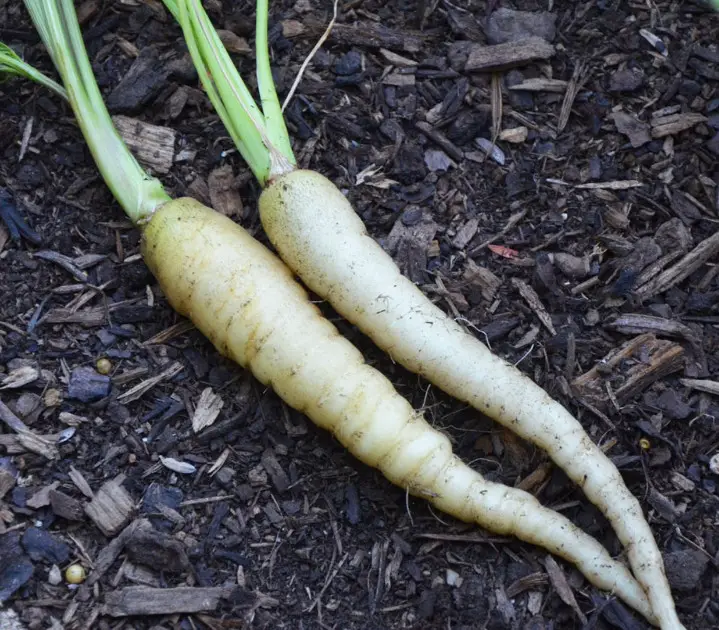 8 White Carrot Varieties For Your Garden - Own Yard Life