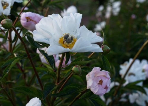 White Peonies