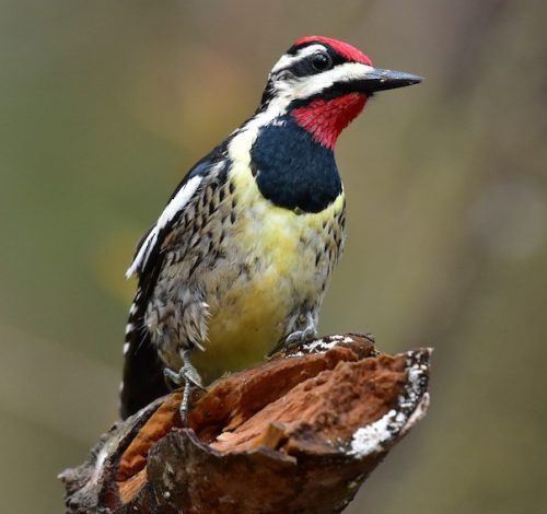Michigan Woodpeckers