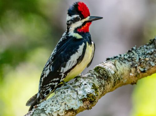 North Carolina Woodpeckers