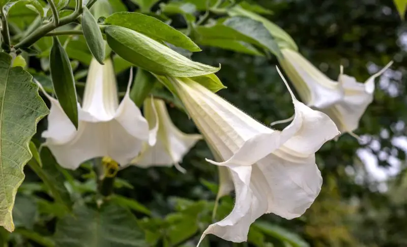 Flowers with White Bells