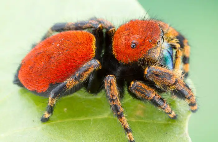 Red Spider California