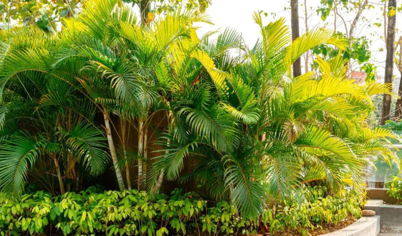 Florida Full Sun Plants
