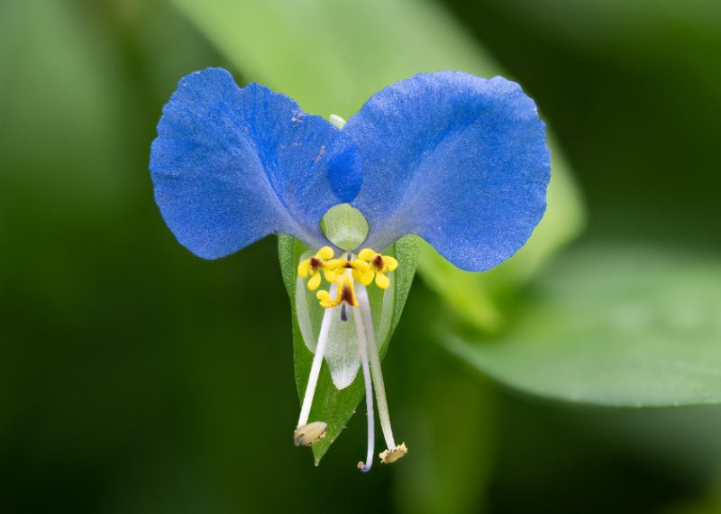 Blue Wildflowers