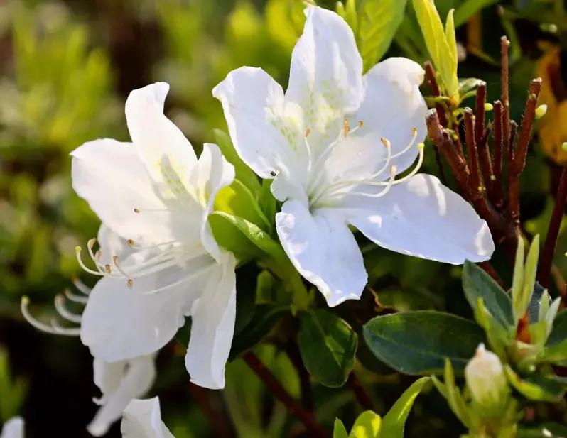 Flowers with White Bells