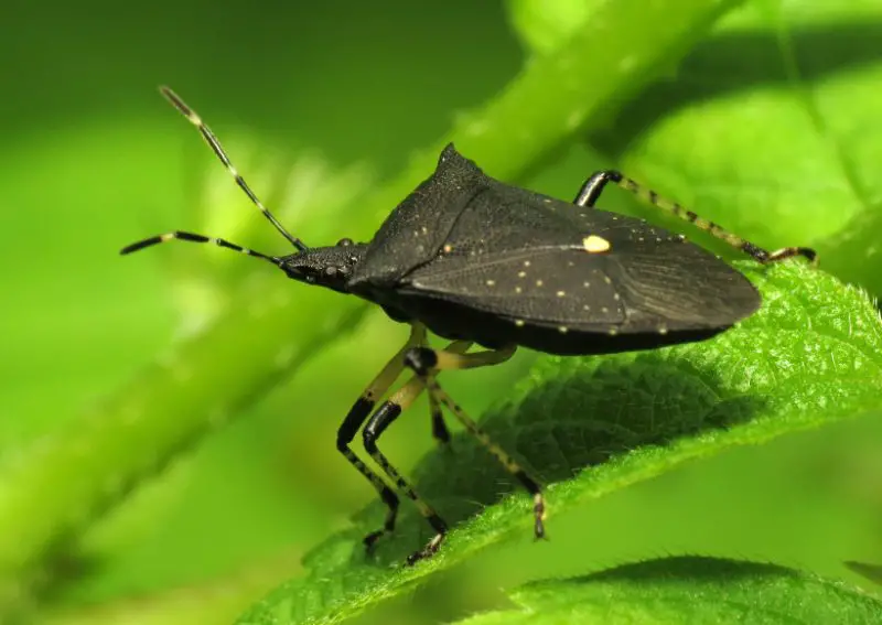 Stink Bugs in Texas