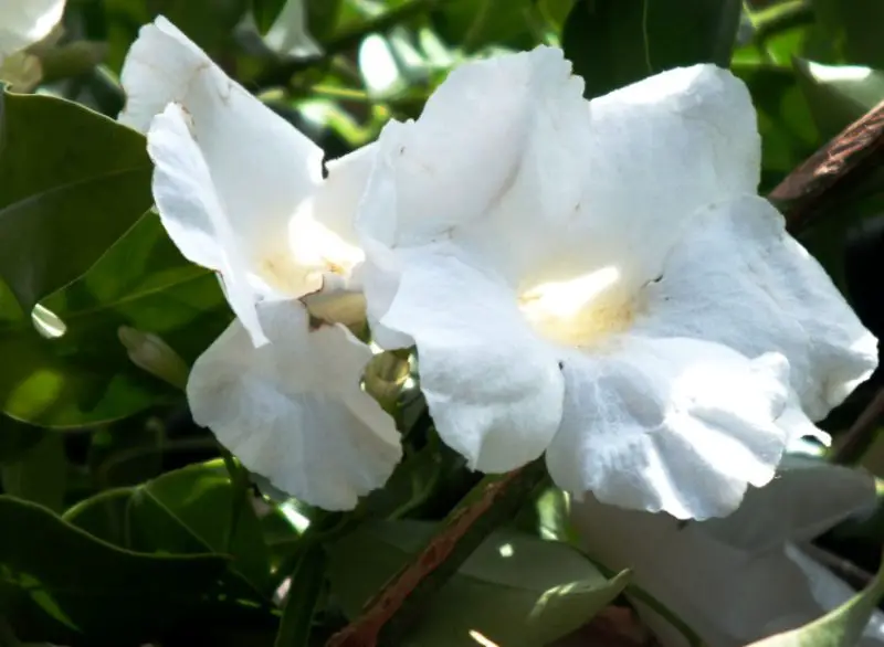 Flowers with White Bells