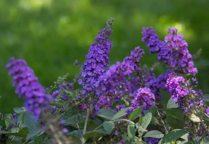 Butterfly Bush Varieties