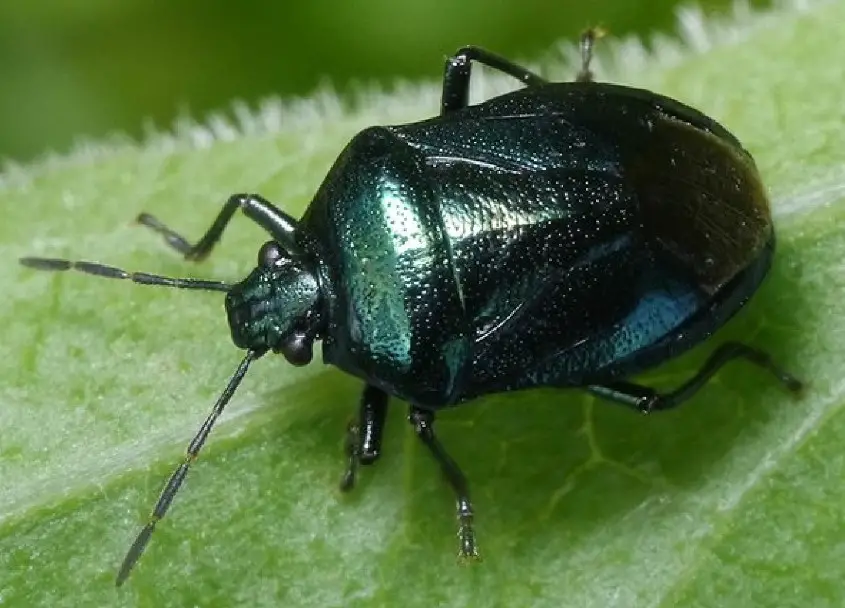 18 stink bugs in texas with pictures and identification