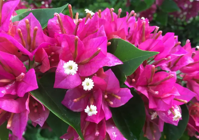 Pink Hawaiian Flowers