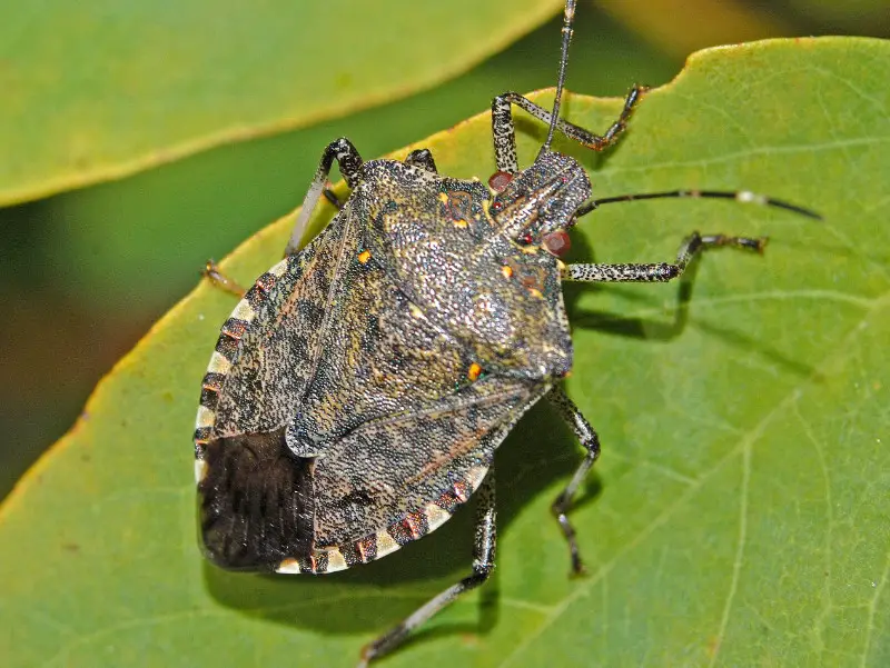 Stink Bugs in Texas