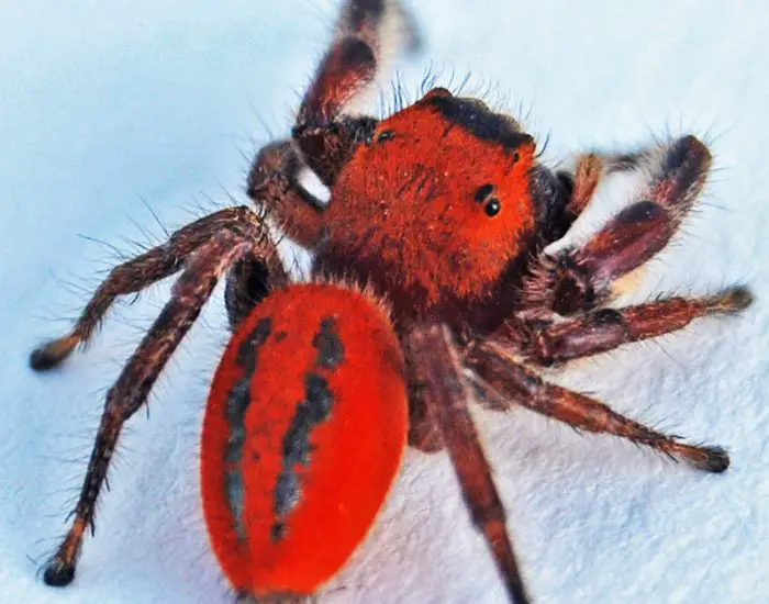 Red Spider California