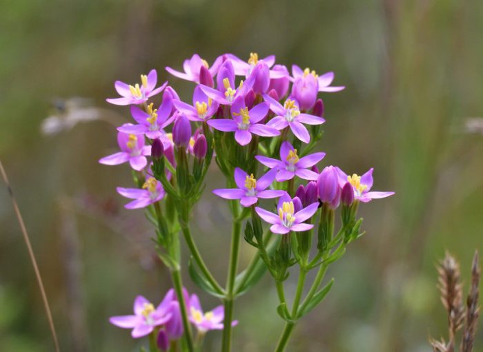 Flowers That Start With C