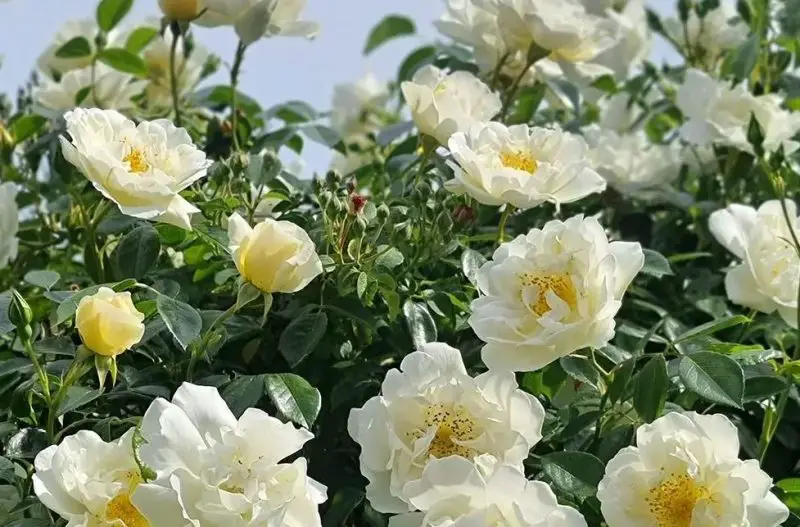 White Climbing Roses
