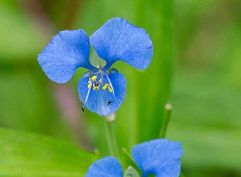 Blue Wildflowers