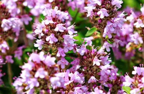 Creeping Thyme Seeds