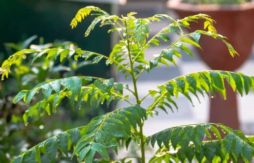 Curry Leaf Tree