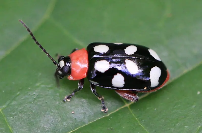 Black Beetles with White Spots