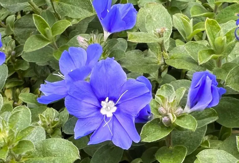 24 Florida Full Sun Plants with Pictures and Info