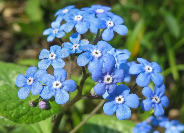 Blue Wildflowers