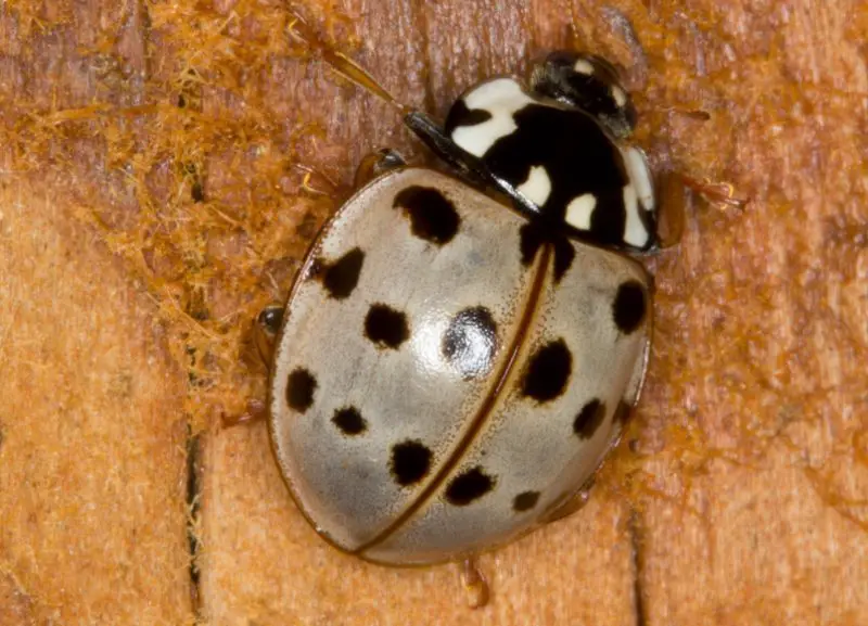 Black Beetles with White Spots