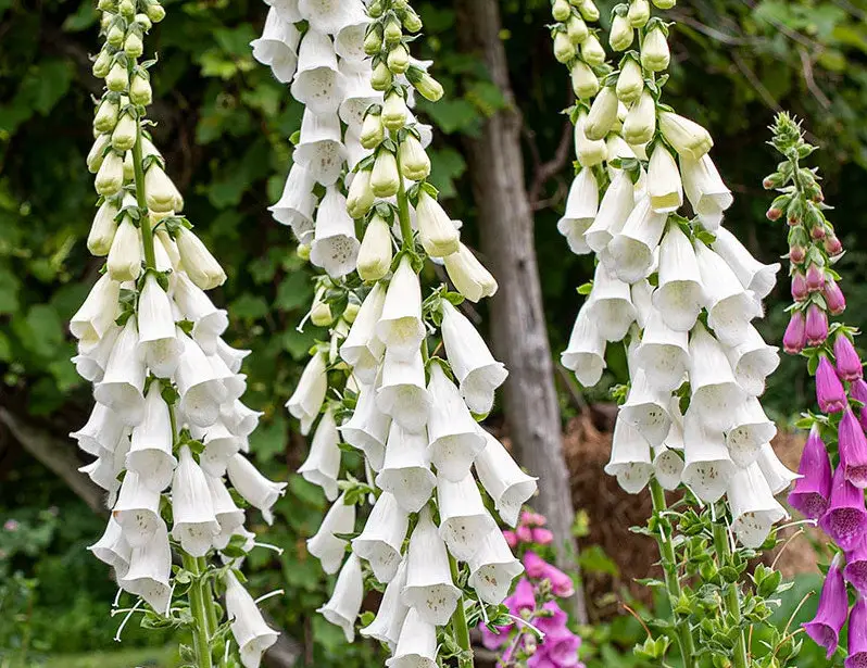 Flowers with White Bells