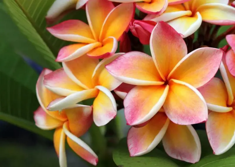 Pink Hawaiian Flowers