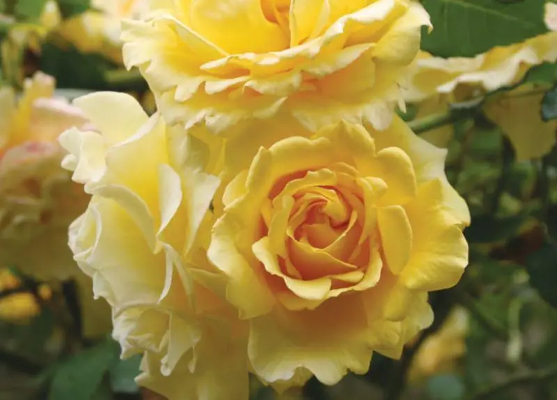 Yellow Climbing Roses
