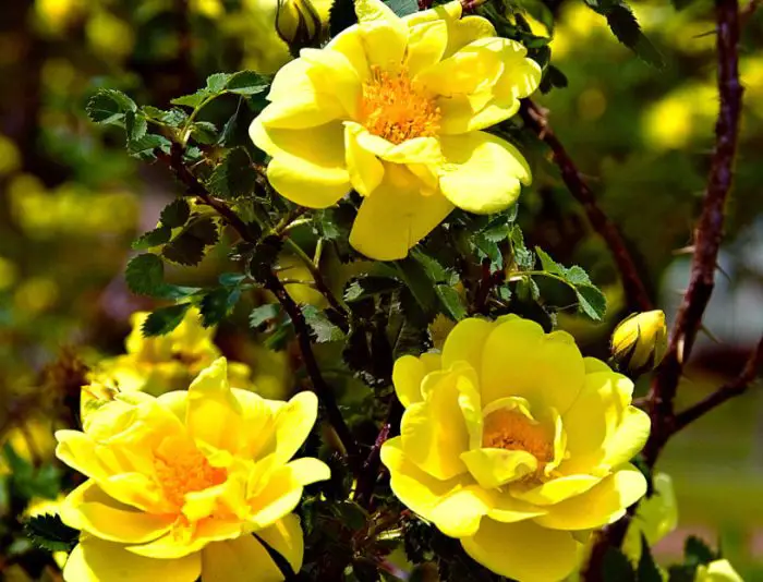 Yellow Climbing Roses